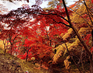 深まる秋、秋の彩り弘前公園🍁