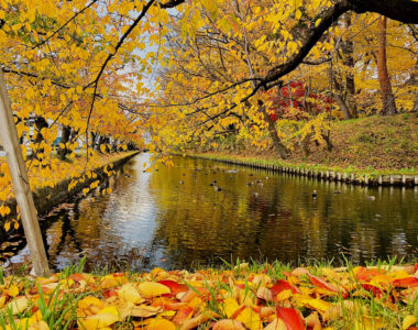 弘前公園は趣深き秋🍂🍁