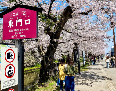 賑わう弘前さくらまつり🌸🚶‍♀️🚶‍♂️